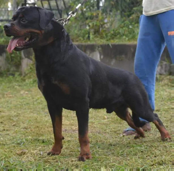 Sibani's Junior of Marathon Riders