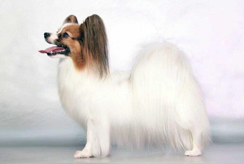 Sonet Persona Ot Nevskogo Dueta