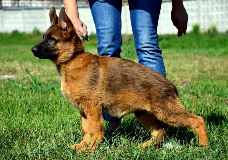 Fanhil Haus Overlord