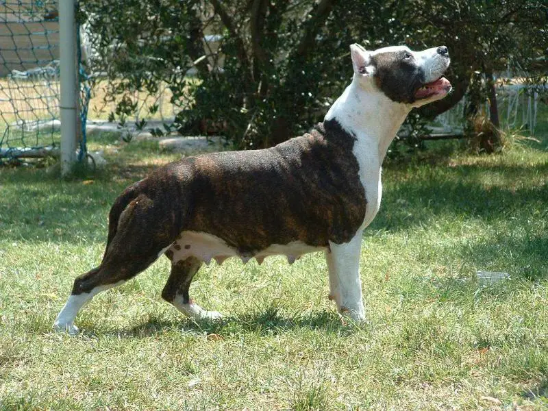 Raya de Gerbal