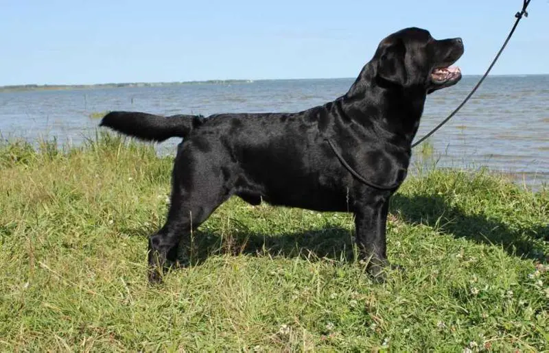 INT.CH TIMANTI SOLID PERFECT DAY