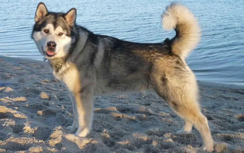 WTDA, WTDX Toolik´s A Winter Tale