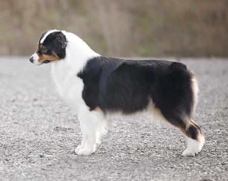 GCH SteelNDiamonds Black Pearl