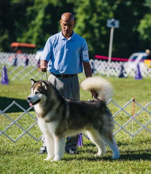 MBIS MBISS GCHG CH Tugar's Taking On Tyson