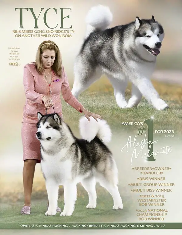 MULTI RBIS MULTI BISS MUTI OH BIS GRAND CHAMPION GOLD Sno Ridge’s Ty On Another Wild Won