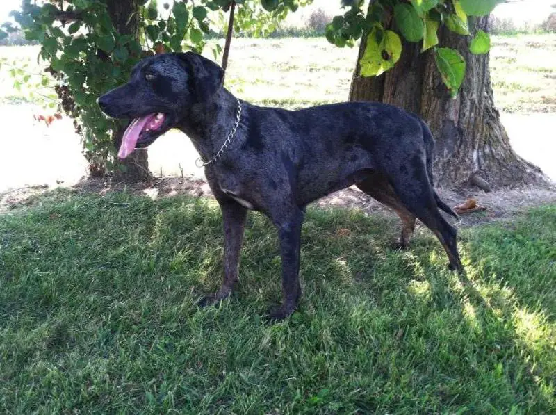 Bay Apache’s Twisted