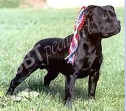 Wyŗefare Tony's Choice