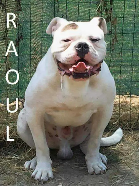 GR. CH. ACCP Bianco's Raul