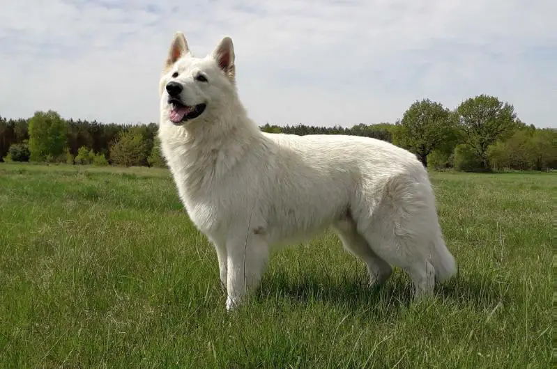 CH PL, BOB ESPRIT U Źródła