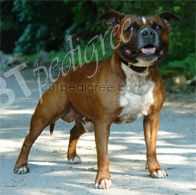 Hot Staff's Dirty Harry