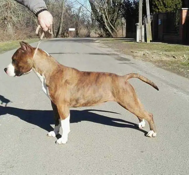 Nardai Hurrikan Freak Chick AJ Artillery’s