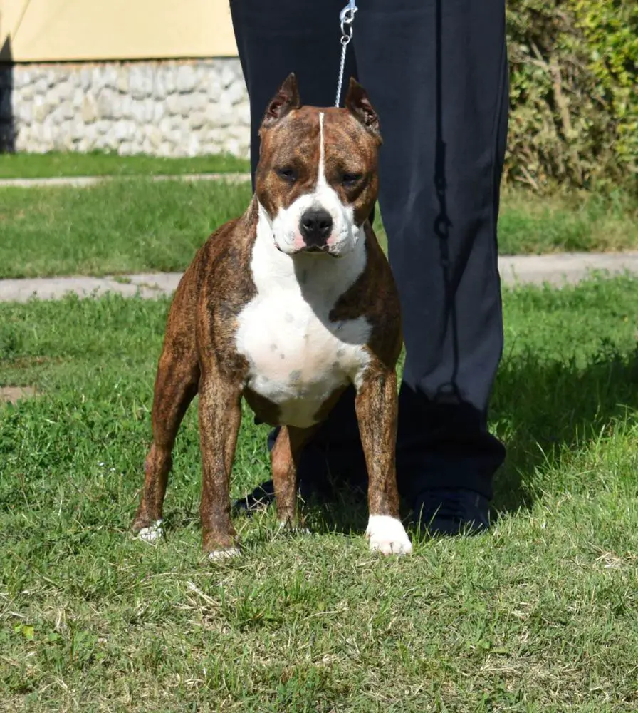 Rockwoods Madonna Lord of Bests