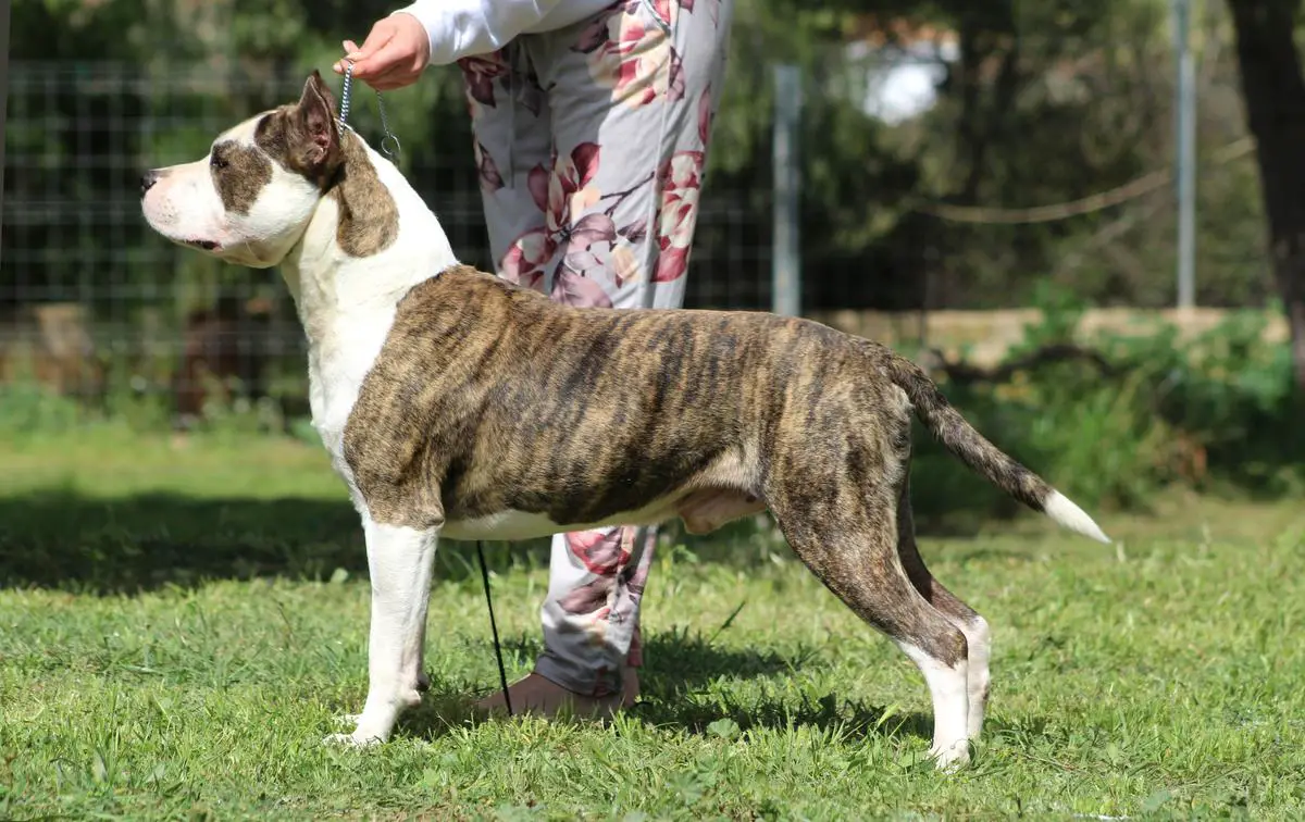 CH. Spain Karballido Staffs HotShot