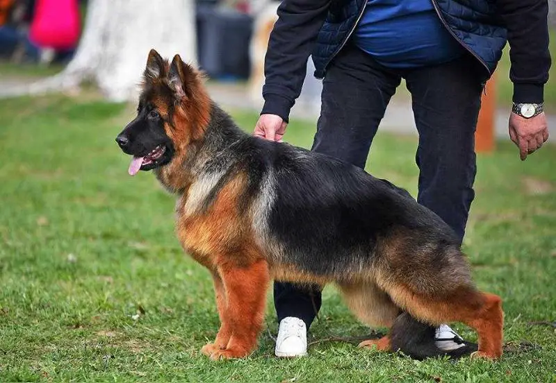 Podushka Super Agent