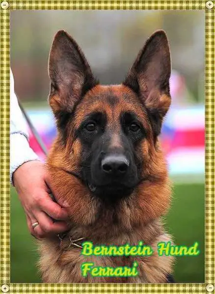 Bernstein Hund Ferrari