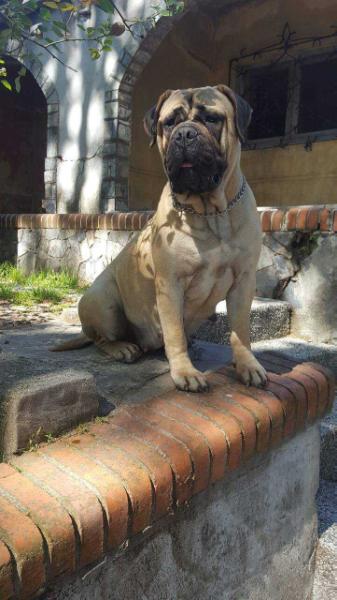 JYF Bull Argentina Roberta