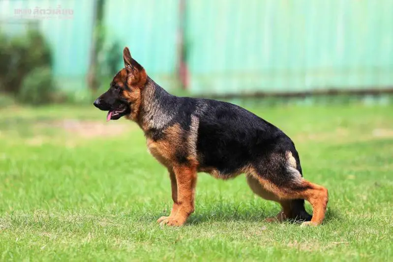 SG Ebel vom Branch Mark