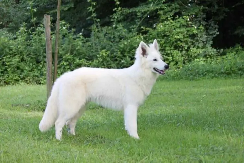 Nina de la Tour de Babel