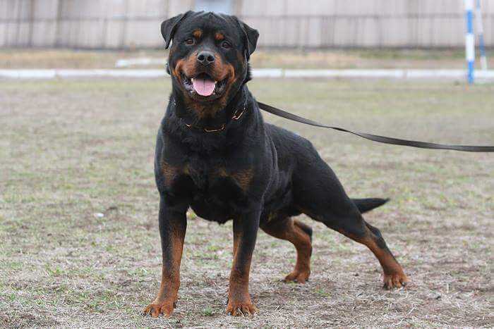 Champion procriator, 5xCH UA, 3xBBB,CH MD, 8xCACIB Karri Betelgeze Alpha