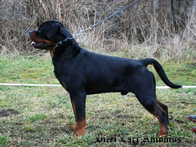 Dizel Earl Antonius