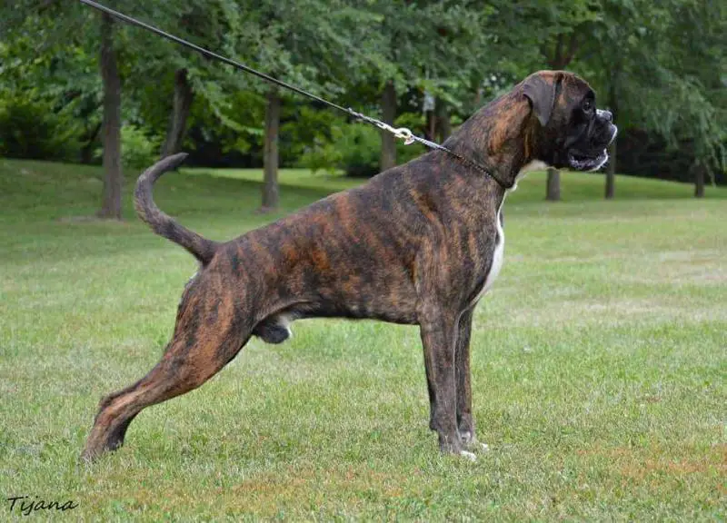 Teck del Cuore Grande