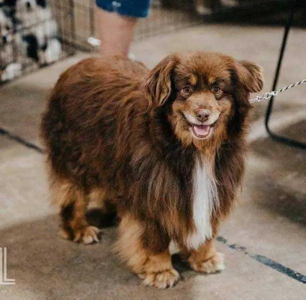 Small Town's Lil Carmel of Toy Story