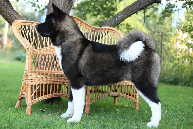 Ankor Style Ardent Brooklyn