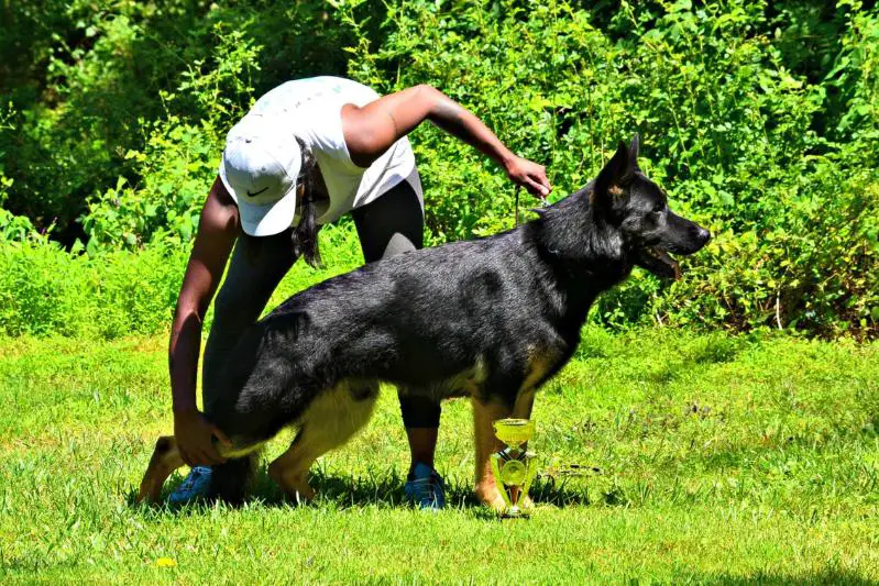 SG1 Ori vom Haus Morrisson