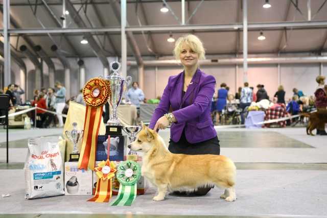 JunRusCh, RusCh, RKF Ch, CACIB Ekspo Margaret's Shato Margo