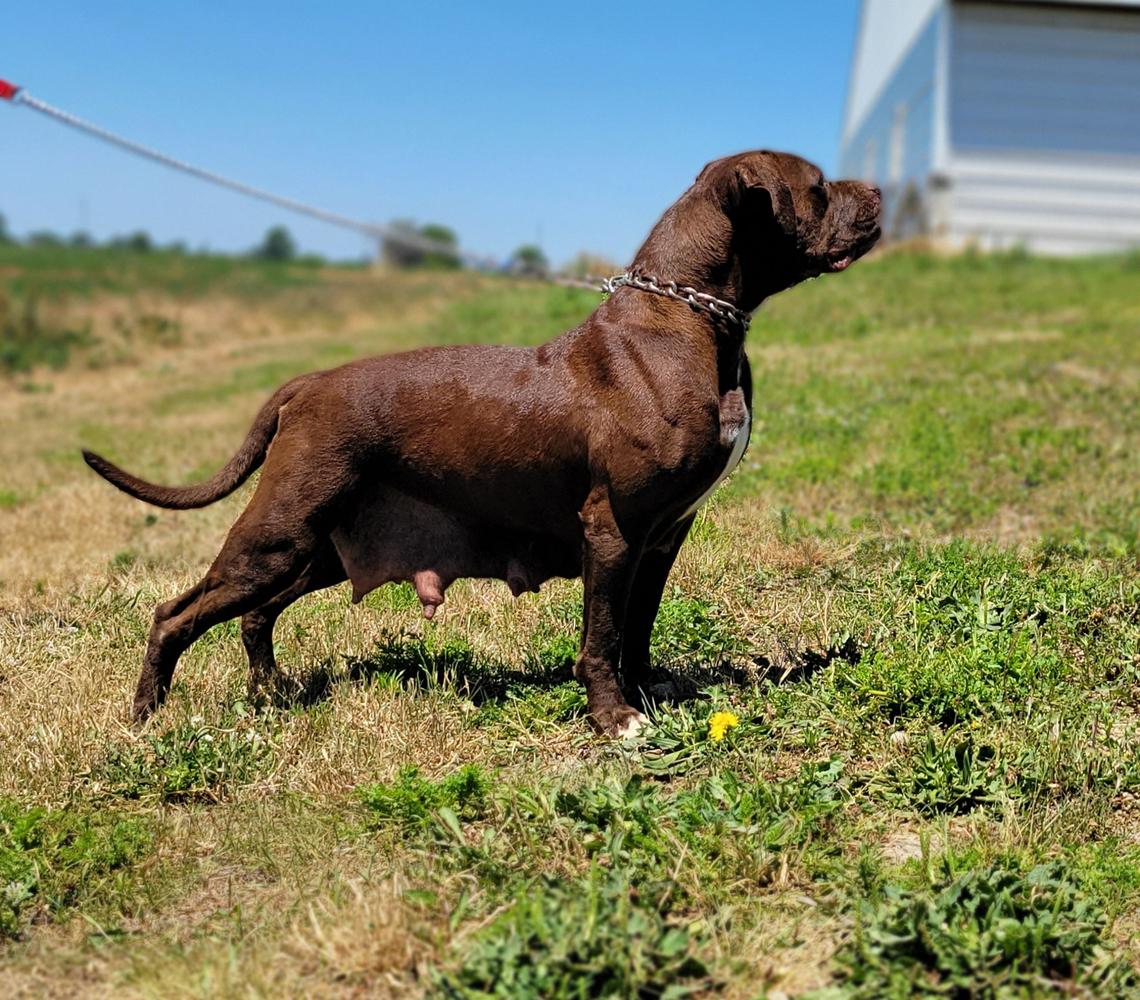 KKBF VEDA KONFEDERATE