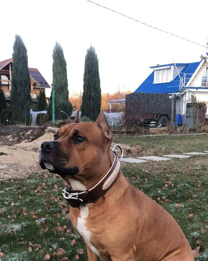 Zarnitsa