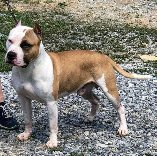 Edelhaus Flash-N-Gold