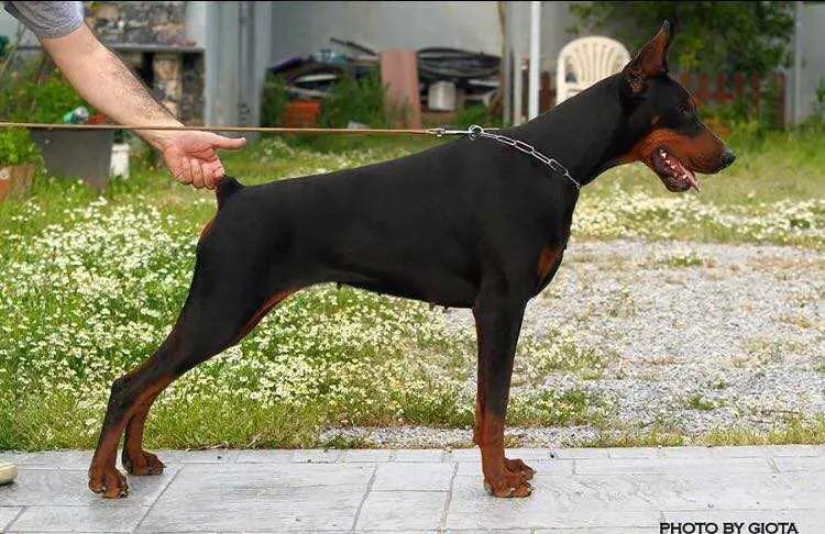 Multi-Champion Celebrity vom Haus Liopiris