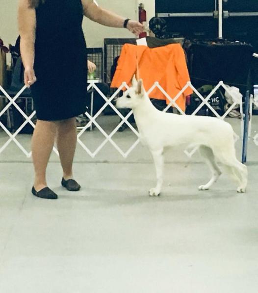 UKC CH. Hall's Scarlett A One to Remember