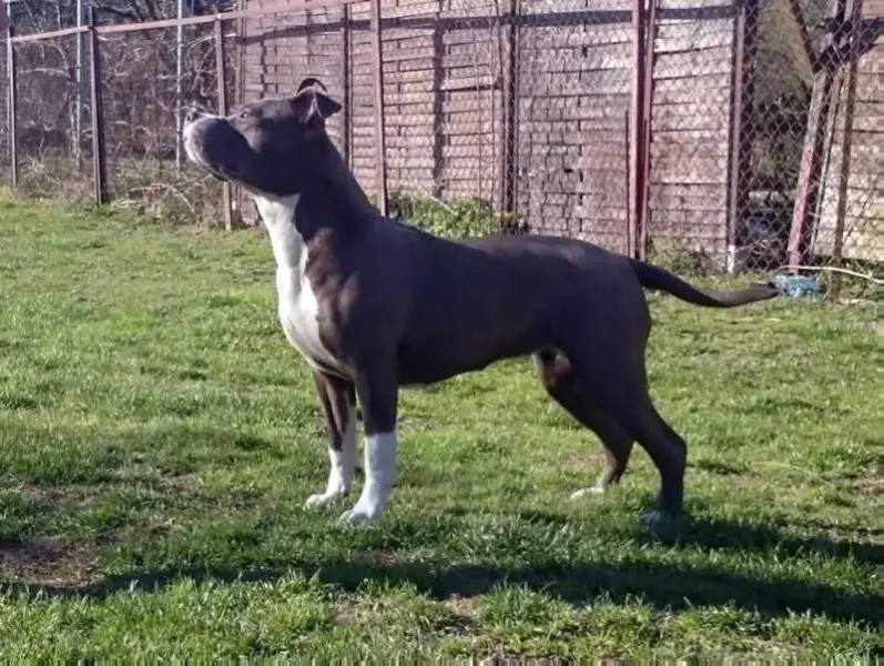 GANGNAM STYLE Pokora