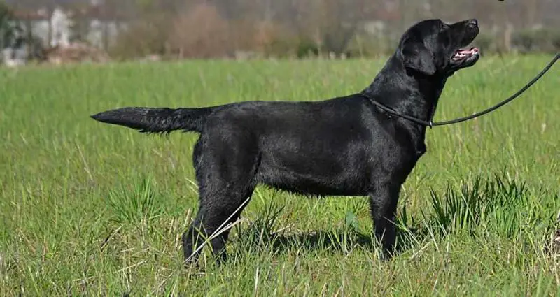 Lalalu la mia Stella sei tu