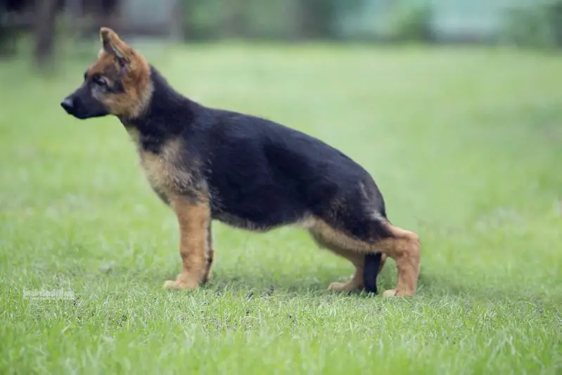 SG Item vom Branch Mark