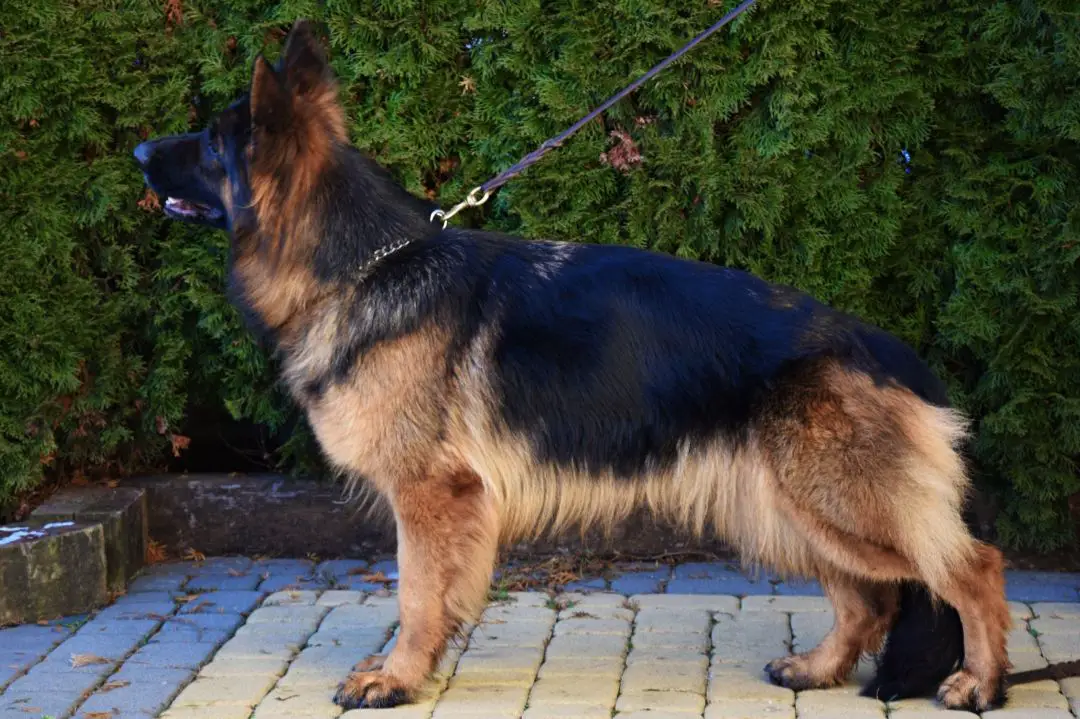 SG 4(PL) BEAUTY vom Waldfurter-Wald