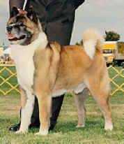 AKC CH Excel's Knight Of Mountains