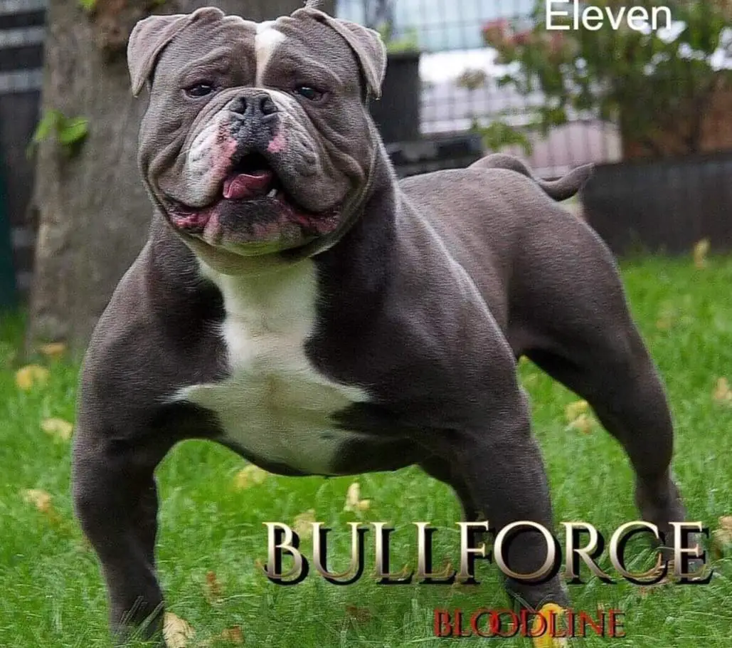 Bullforce Eleven