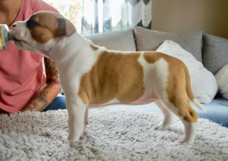 Frankenstyle's She's A Rebel