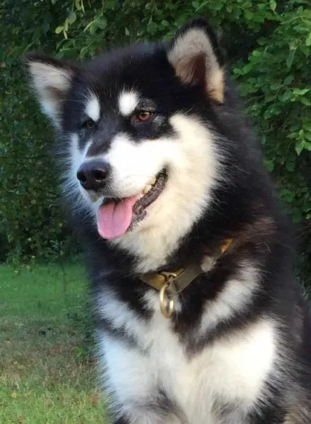 POCAHONTAS Z Klanu Wydry