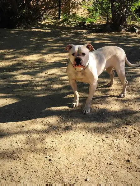 WFO/Run A Muck's Megan