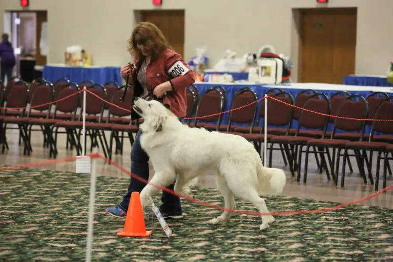 #1 Great Pyrenees UKC 2020, 4xBOB, GR4 UCH Timberbluffs Northanger Abbey De Reflection Farms