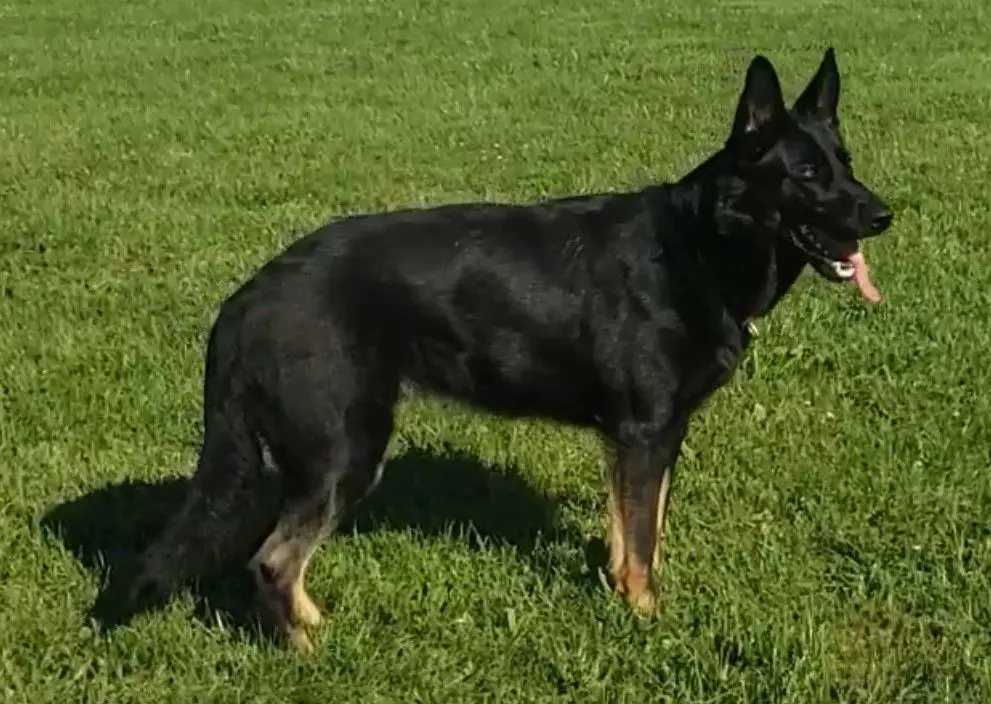 Aspen de Casa Cubano