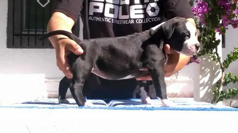 Hardcanbull Domino Effect