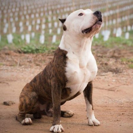 Rebel and Proud Tommy Gun