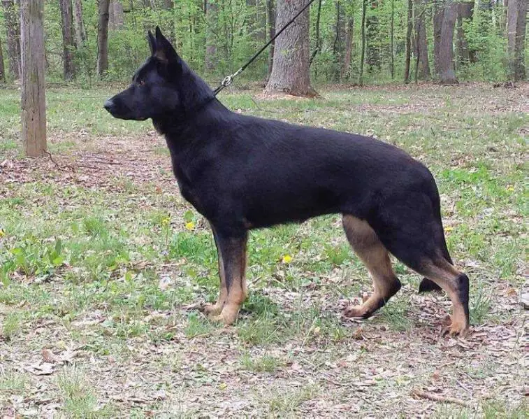 UGRCH EZ Brooks Yureka von Ryanhaus