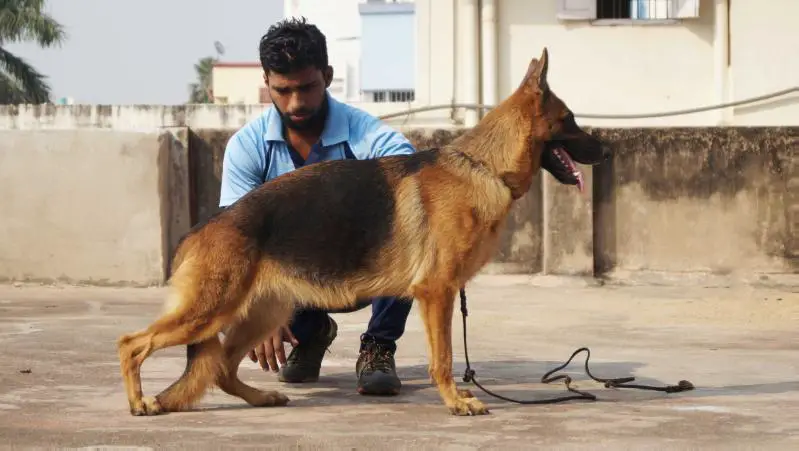 Team Narayan's Romey