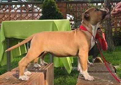 Skyglows Shape Of You